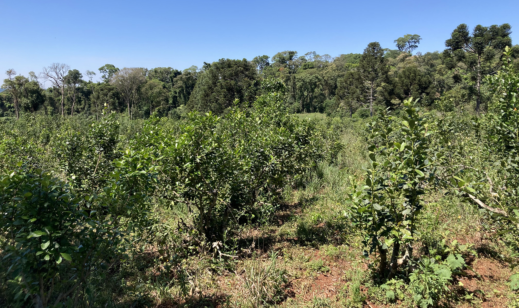 The project will restore 196 ha: 141 ha of forest mainly through conservation and ANR, with some active planting, and 49 ha through agroforestry.