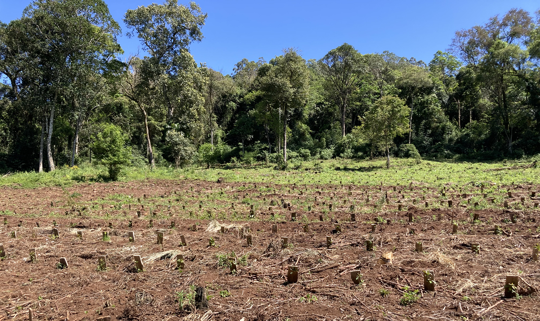 The loss of forest cover because of agriculture and cattle grazing expansion is decreasing habitats and fragmenting the forests. It has also been increasing the ecosystem's vulnerability to climate change.