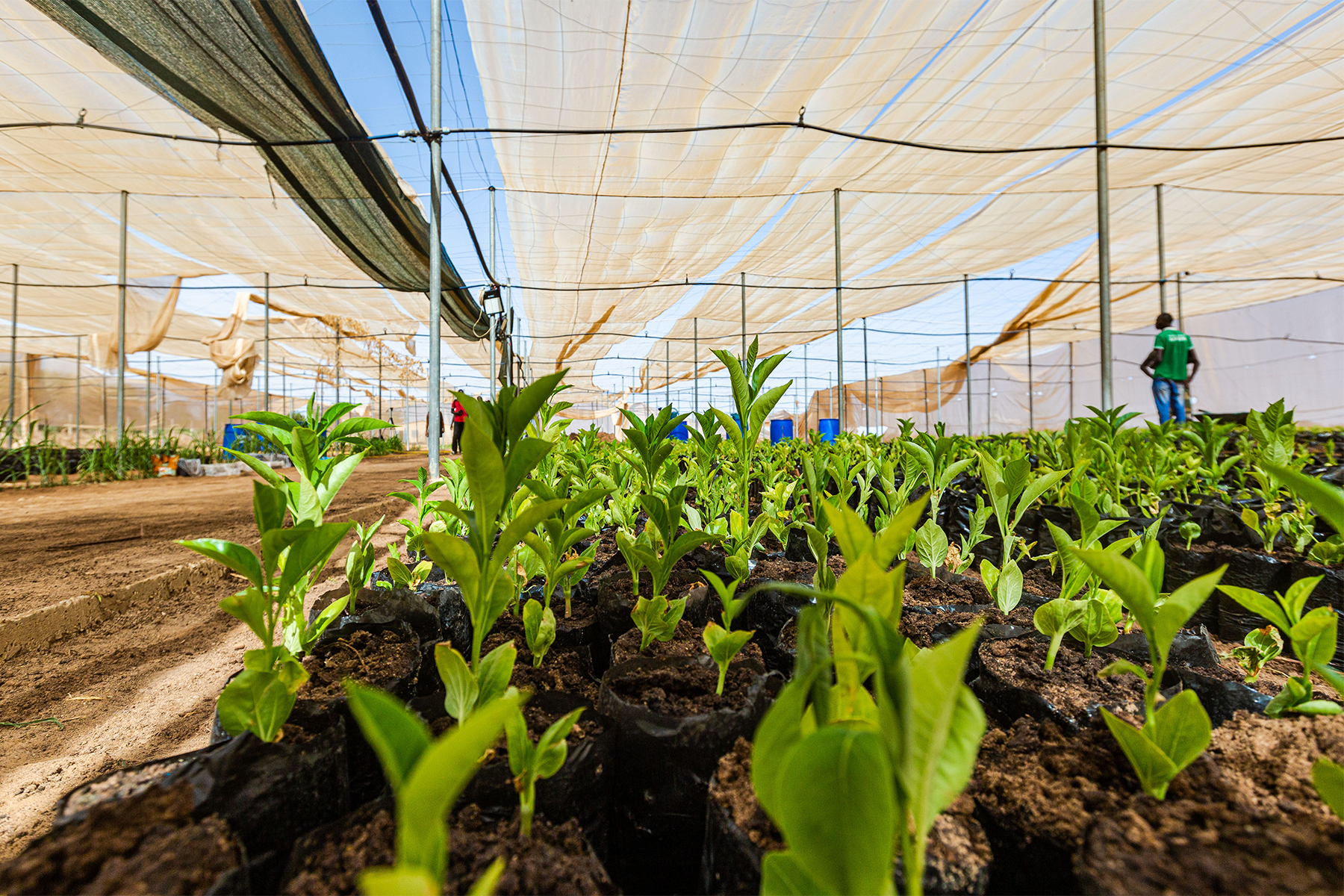 One-month baobab (Adansonia digitata) seedlings in the Dahra nursery. © Aldi Diasse