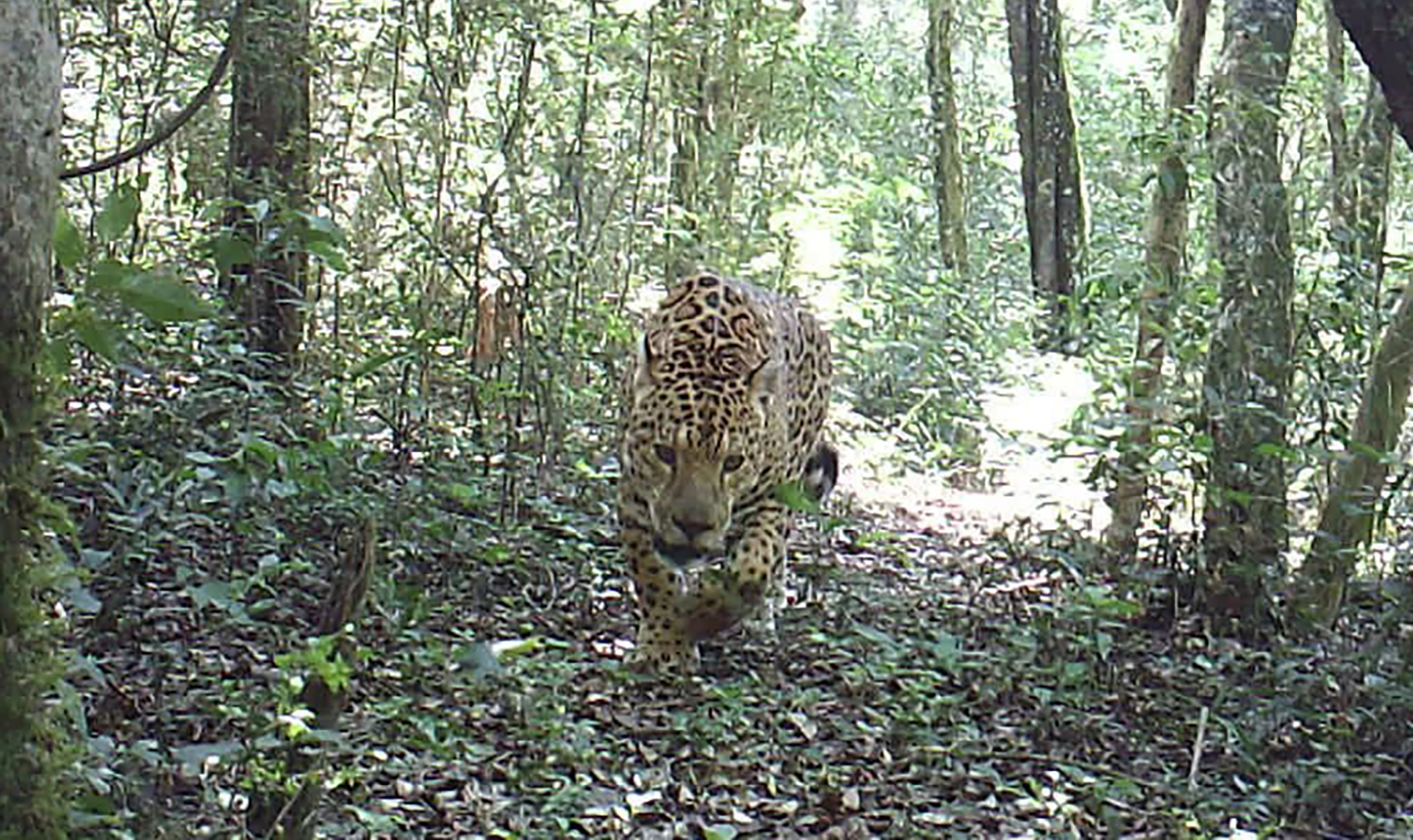 The jaguar (Panthera onca) is the largest feline of the Americas, and this top predator is a near threatened species due to its decreasing population. Our partner, Fundacion Vida Silvestre, has been working in Upper Parana since 2006 with support from WWF Latin America to increase and stabilize jaguar populations.