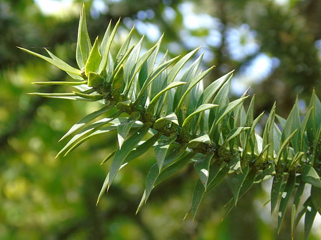 Araucaria angustifolia © Fernando Losada Rodríguez