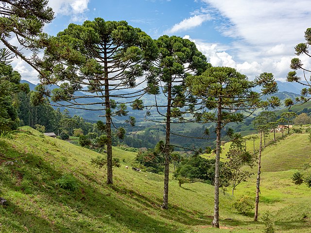 Araucária (Araucaria angustifolia) © Webysther Nunes