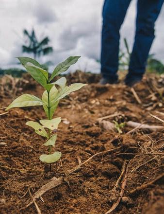 Weforest Reforest organization Plant growing in the soil