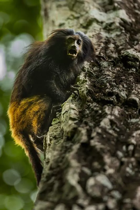 Weforest Reforest organization - Monkey in the tree