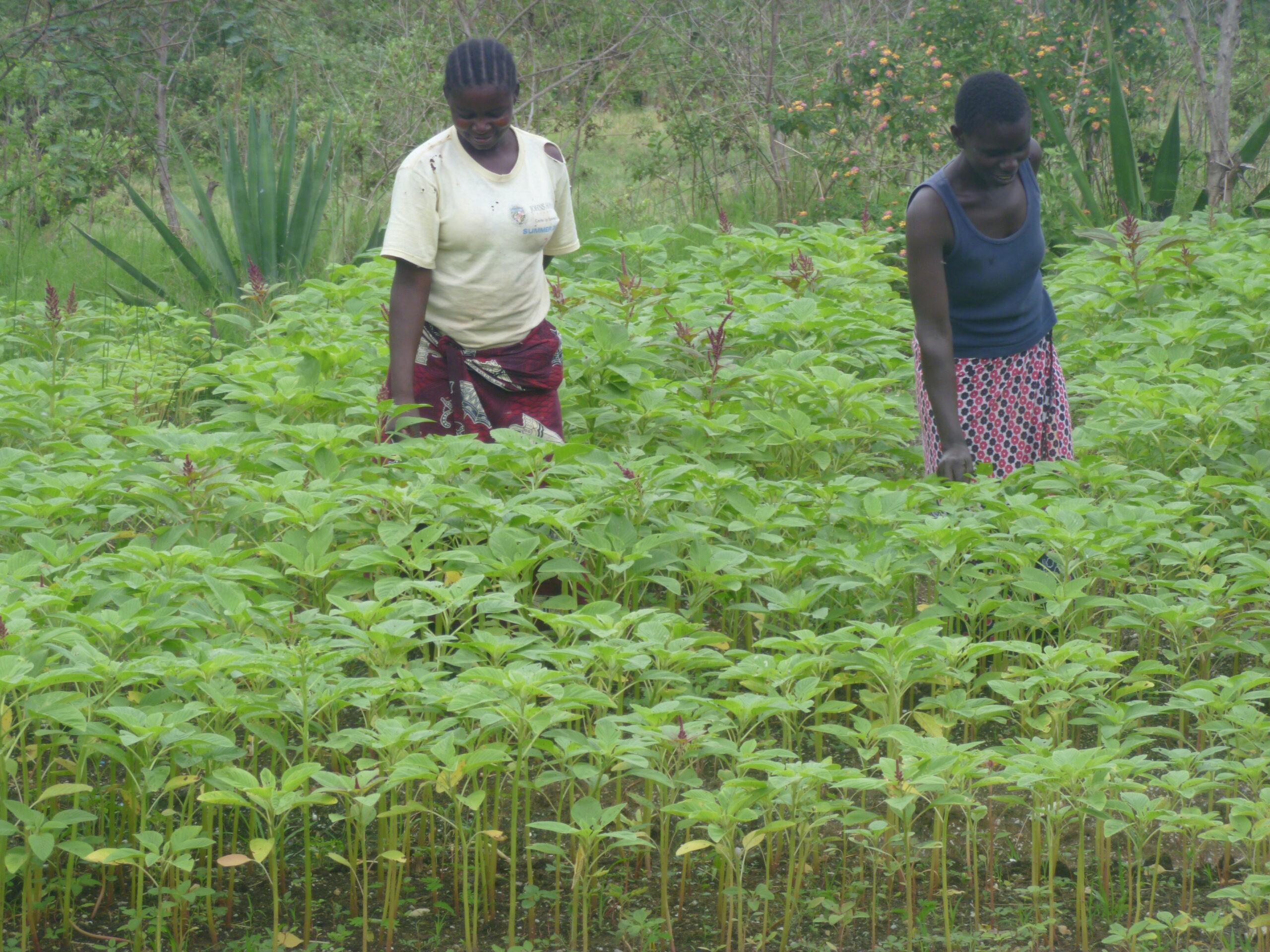 Agroforestry systems will include crops/poultry, cattle/goats and vegetable agroforestry.