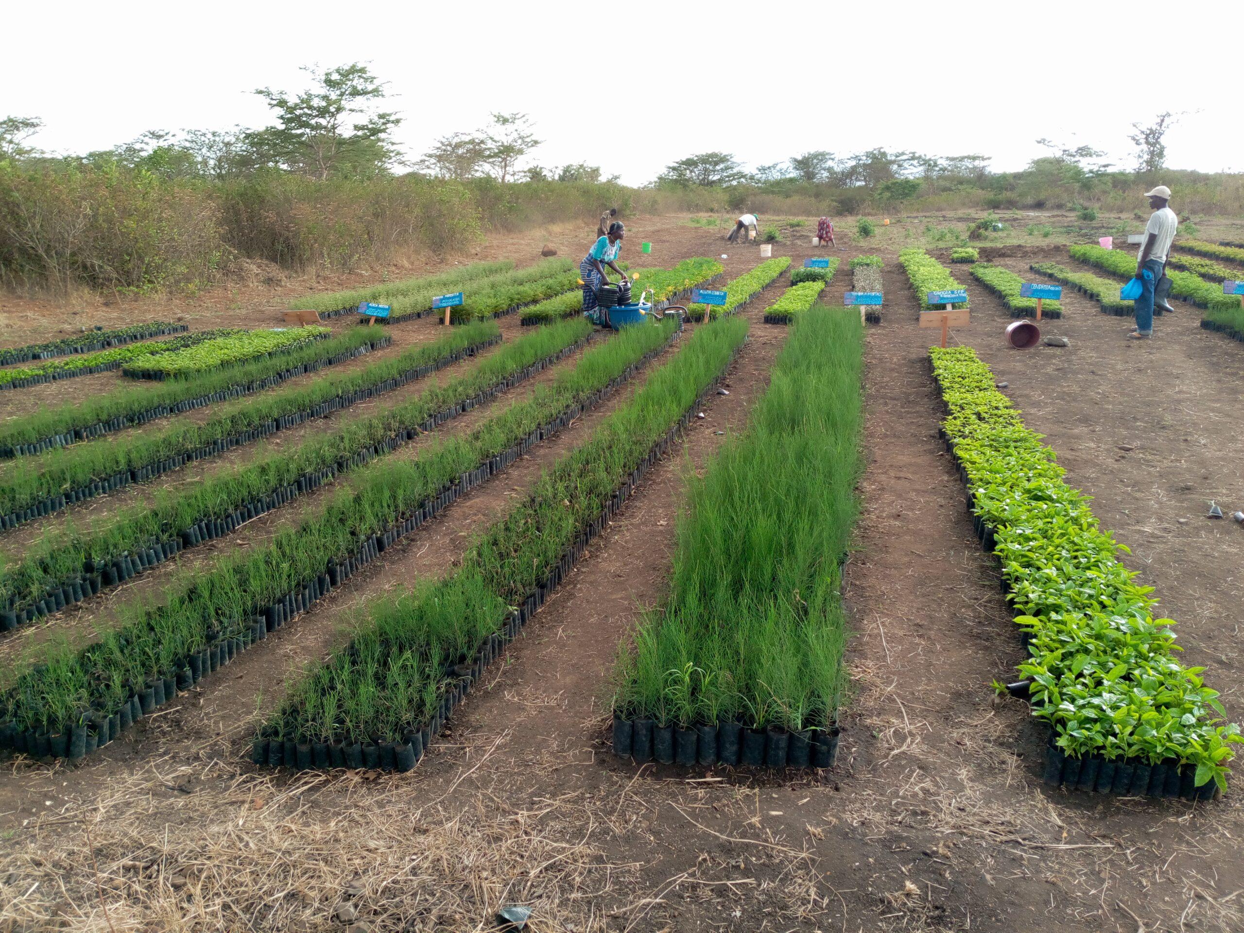3.78 million trees will be planted: 1967 ha of agroforestry at 1891 trees/ha, and 55 ha of teak at 1100 trees/ha.