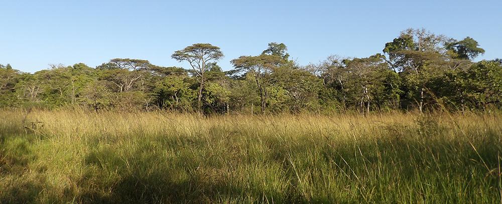 Copperbelt Landscape Restoration by WeForest