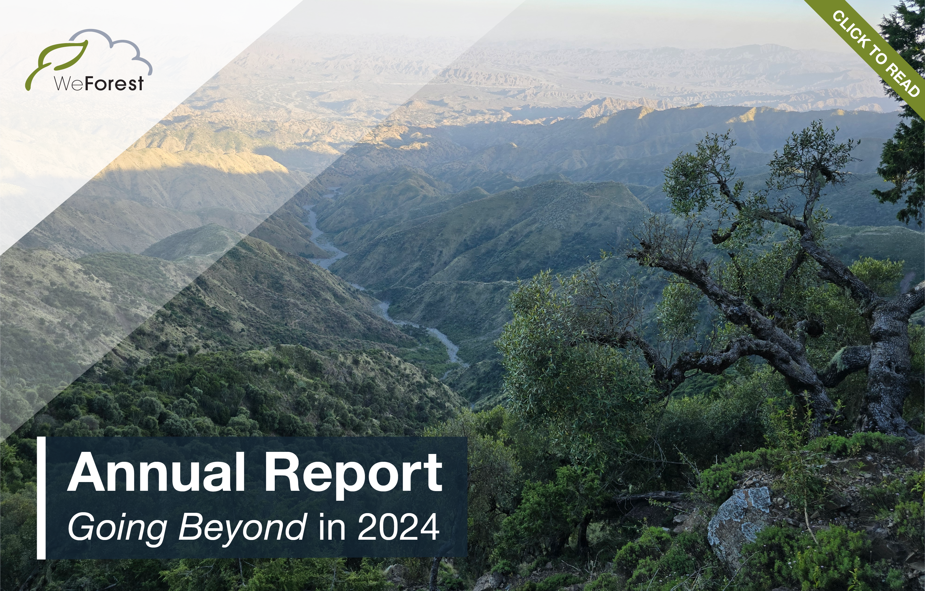WeForest Annual report 2024