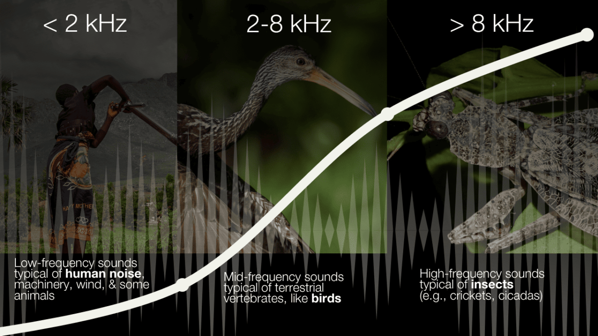 Acoustic space use frequencies