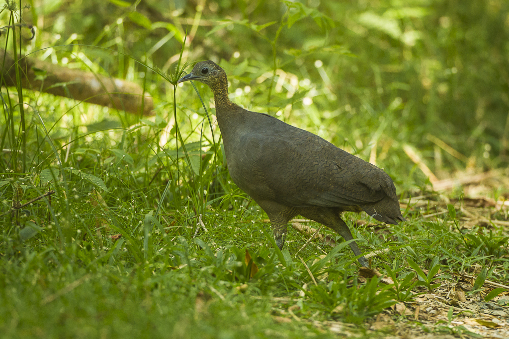 Forest soundscape: Tracking biodiversity recovery in Brazil’s Wildlife Corridors