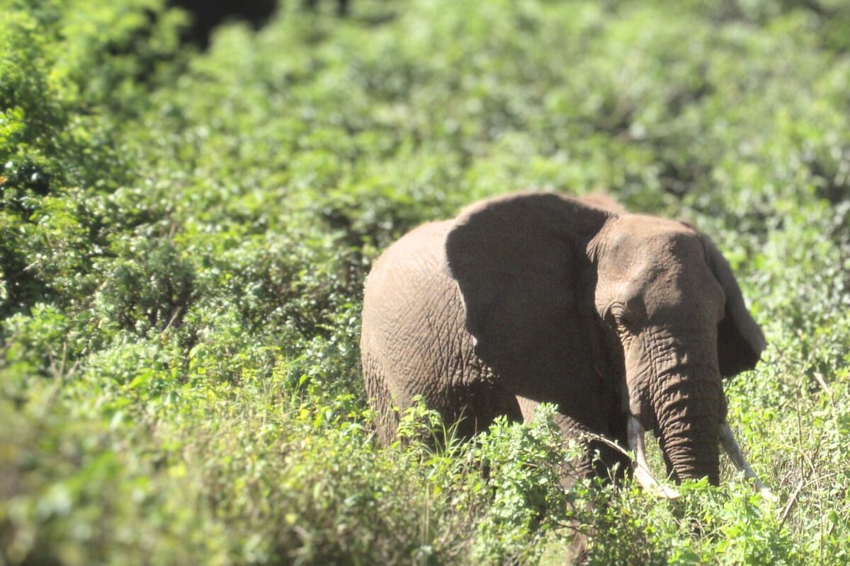 Capturing a comeback: the role of camera traps in biodiversity recovery
