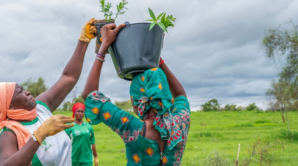 Commmunities in Ferlo involved at every stage – from plot identification to planting and follow-up.