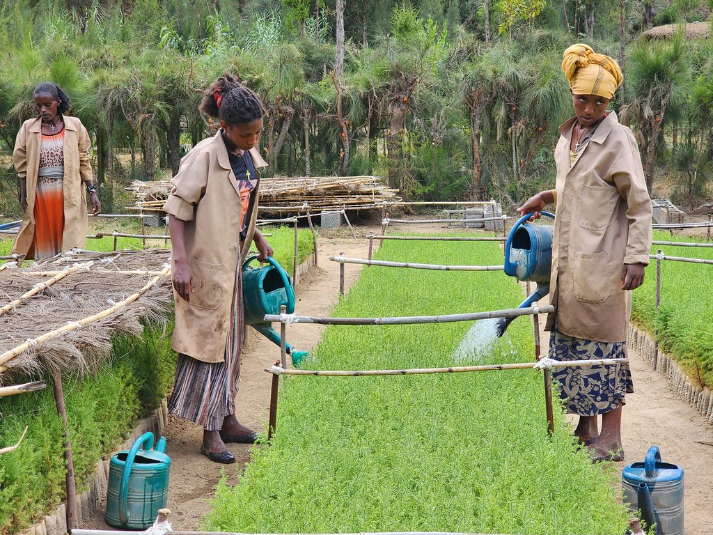 Women and water management in Desa'a