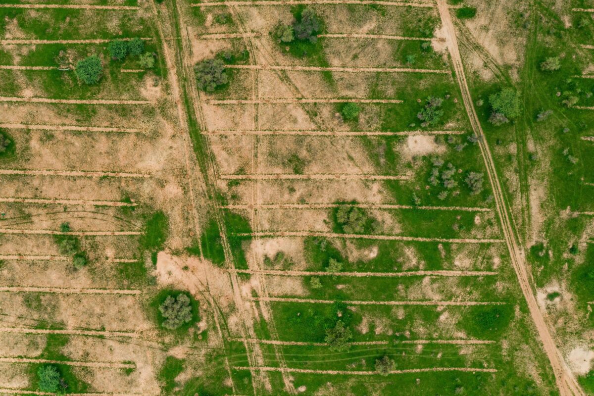 This forest-growing method is defying drought and desertification in the Sahel