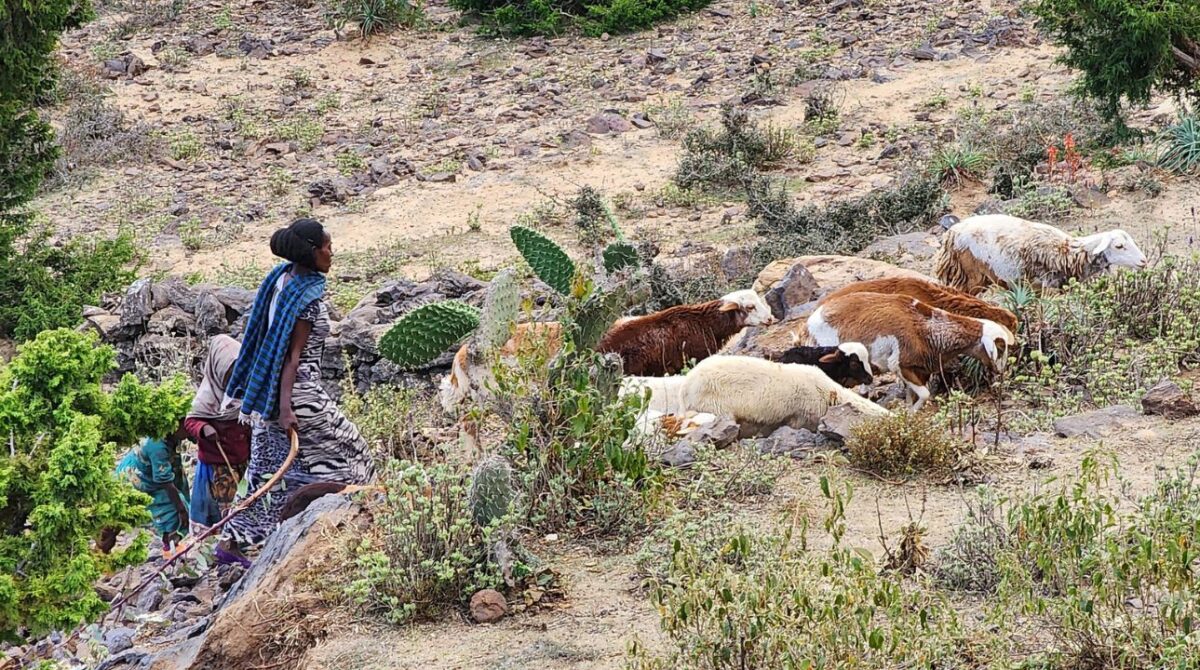 Holistic restoration approchaes increase agricultural outputs and reducing food insecurity.