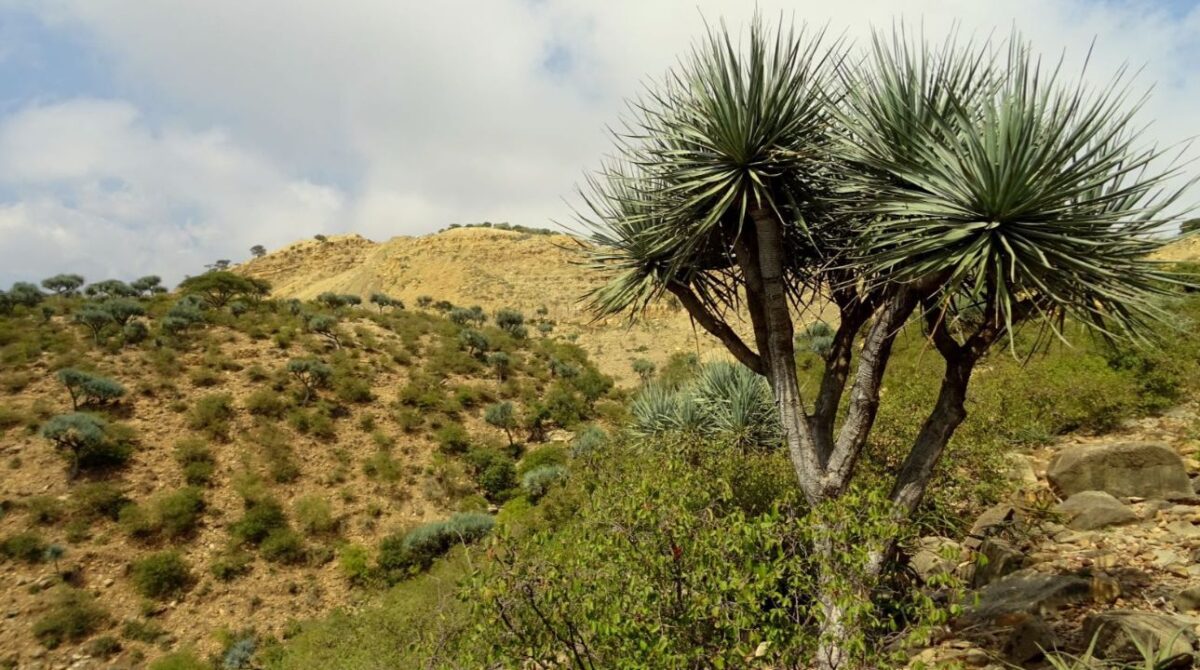 Dragin tree