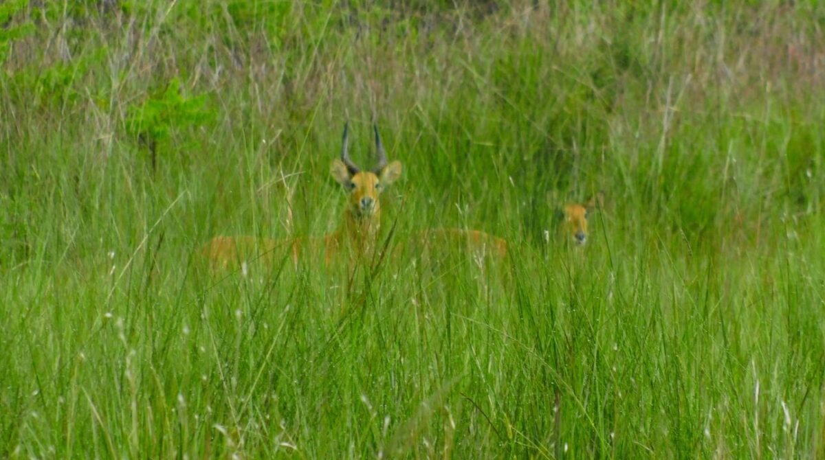 Puku antelopes in Zambian grasslands.