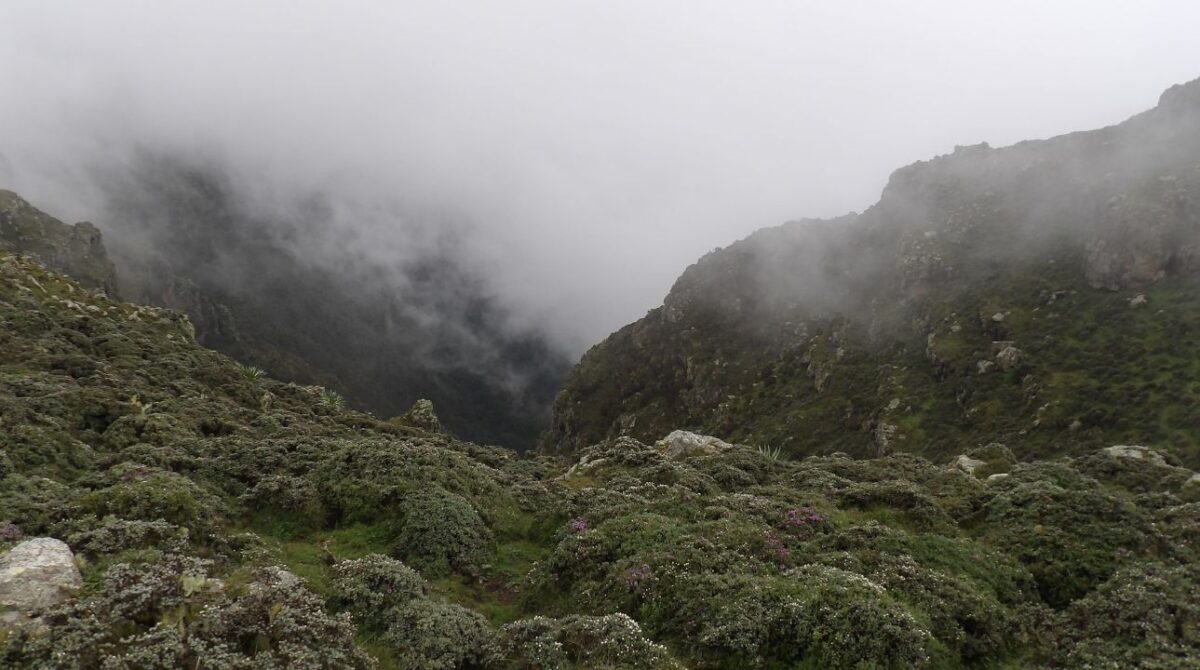 Wof Washa grasslands (Ethiopia).