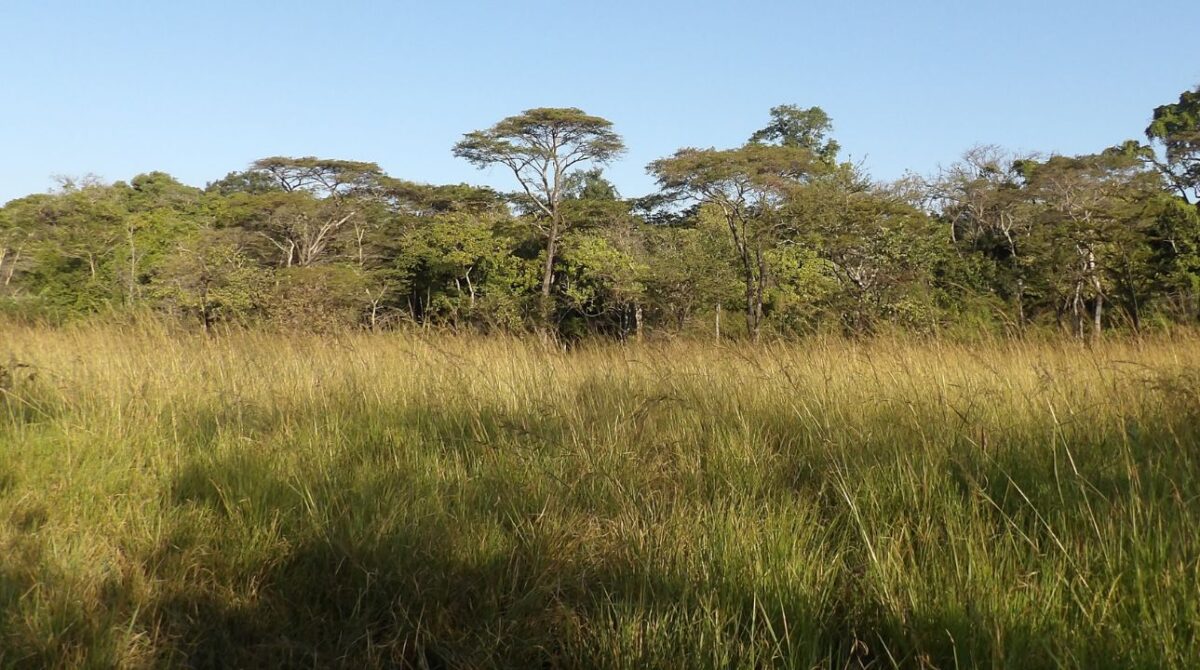 Grassland in the Copperbelt in Zambia.