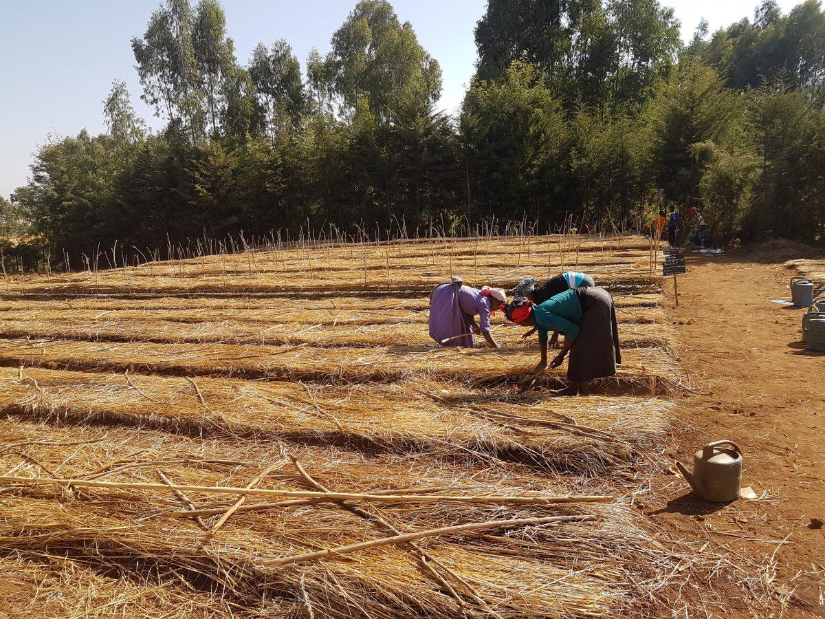 AMH_FemaleWorkersAtKidusYohannesNursery_Feb2017_©WeForest