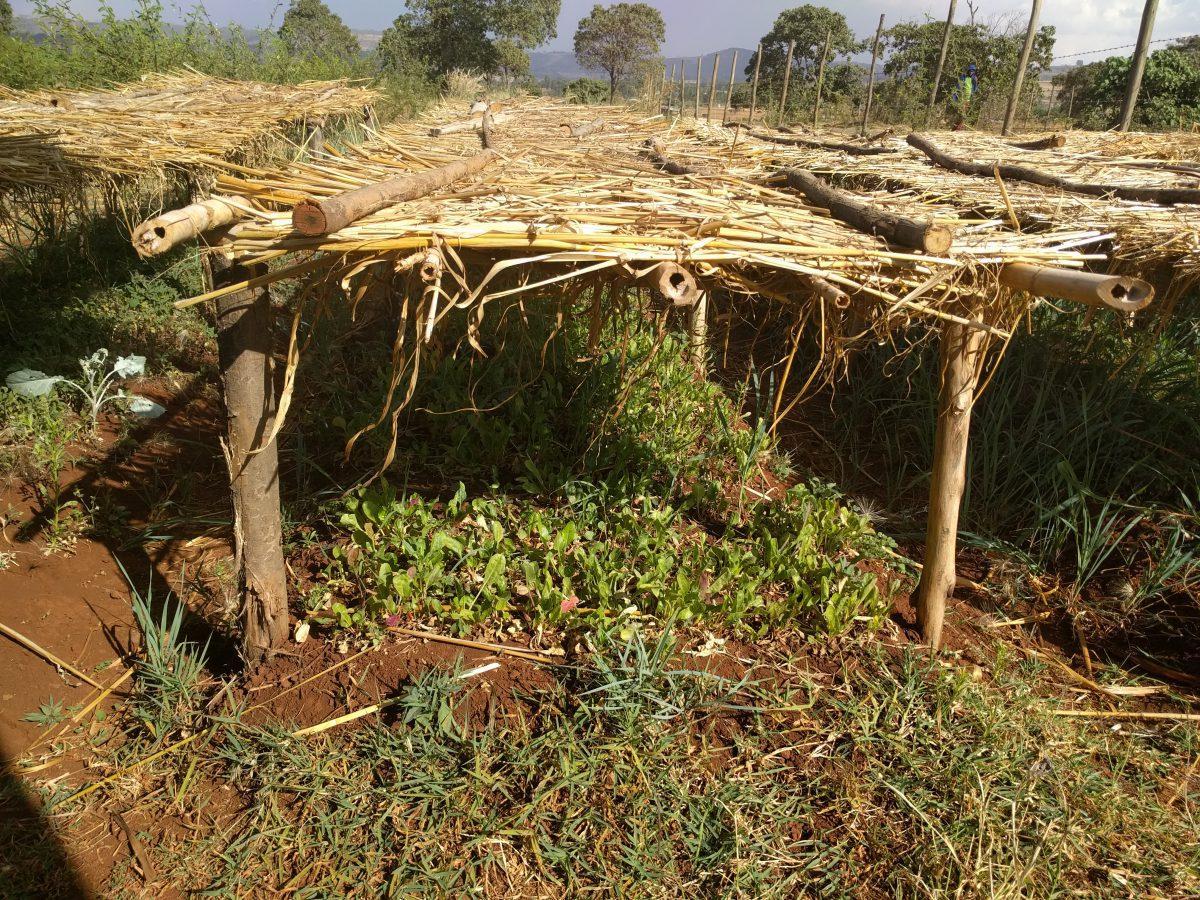 AMH_NurseryFront_March2016_Â©WeForest