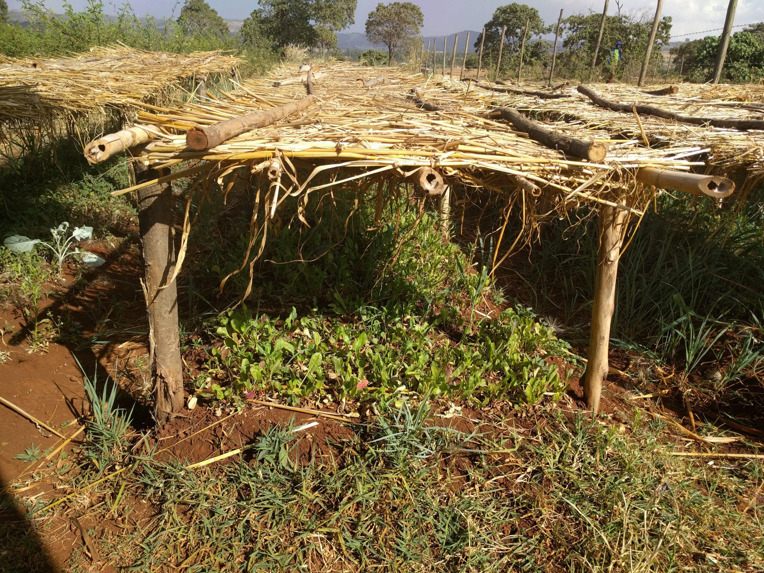 AMH_NurseryFront_March2016_Â©WeForest