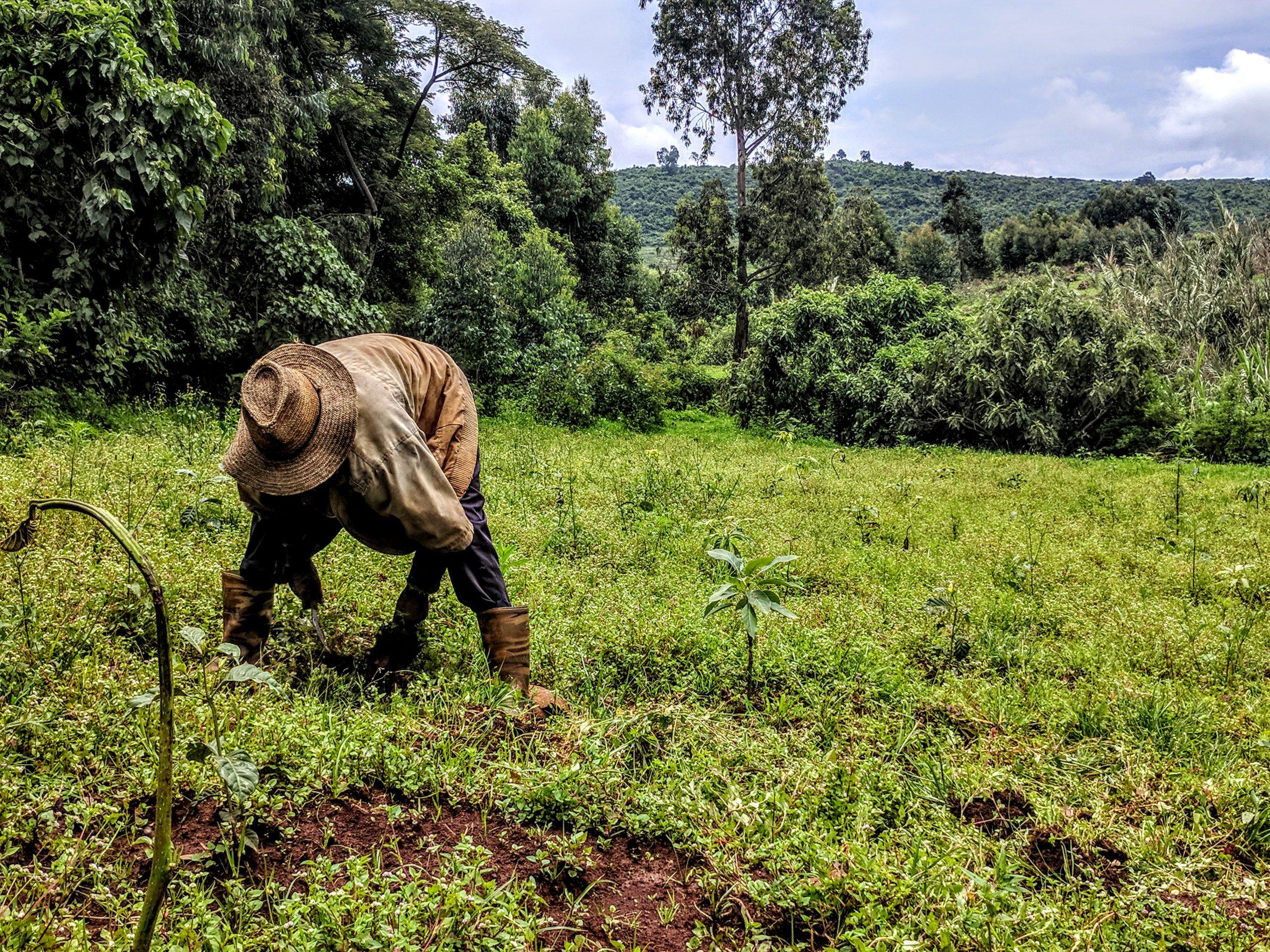 Amhara_Portrait_Man_trainedFarmer