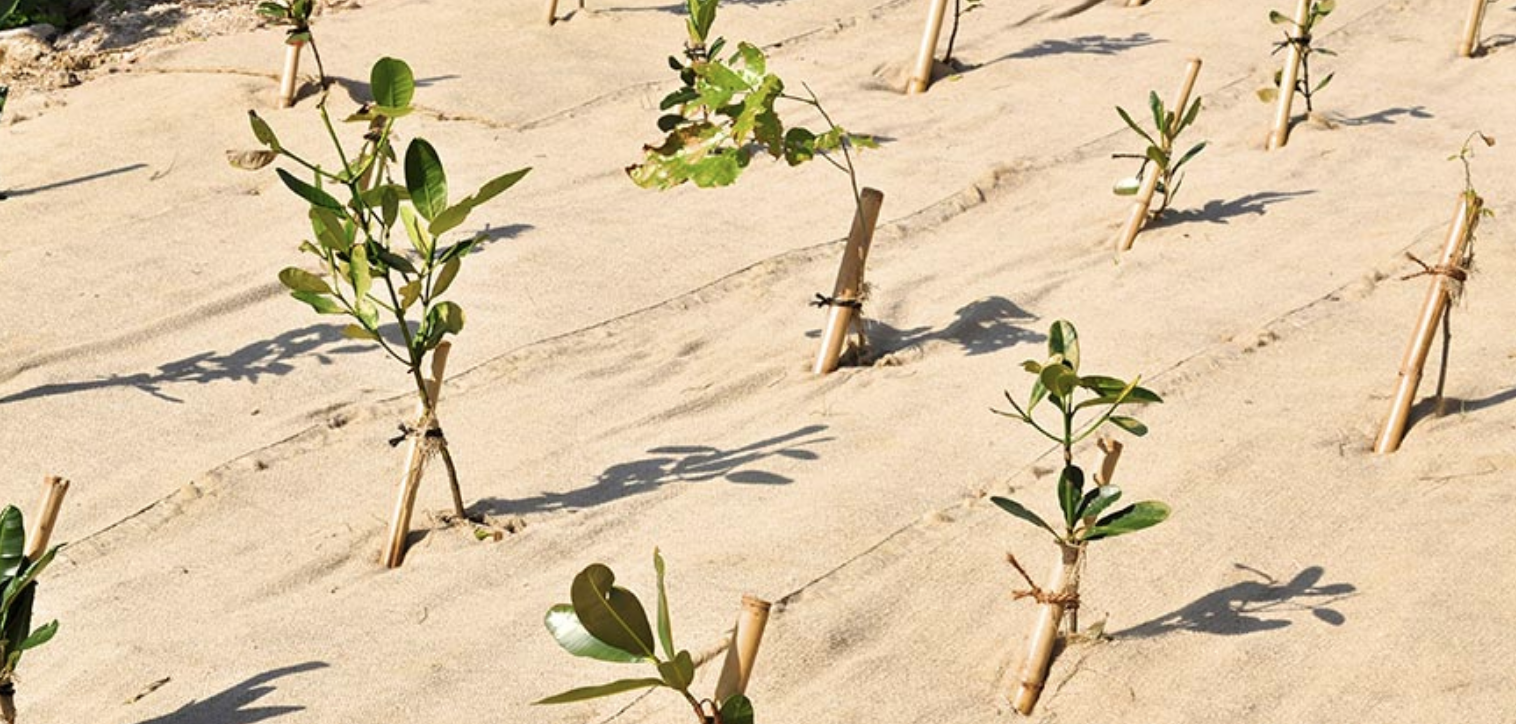 BNP Paribas reforestation article