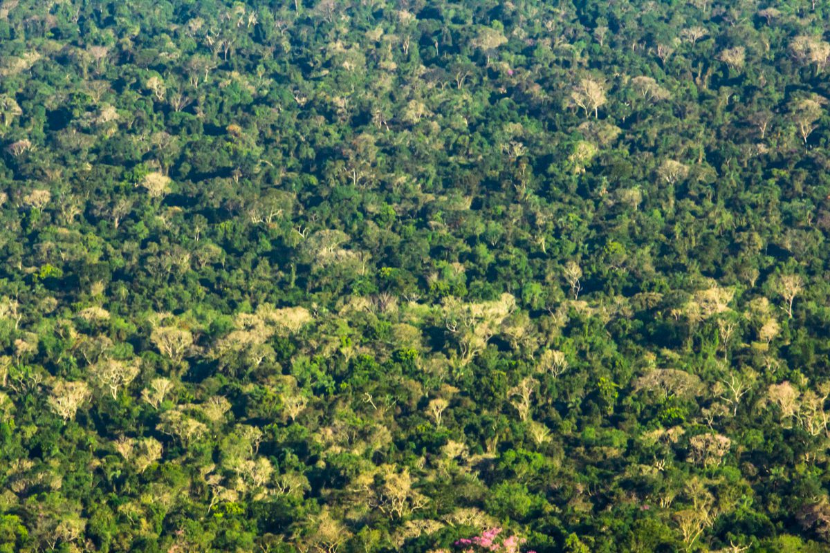 BRA_AerialForest_July2016_Â©WeForest