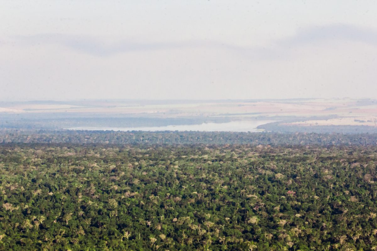 BRA_CanopyWideShot_July2016_Â©WeForest