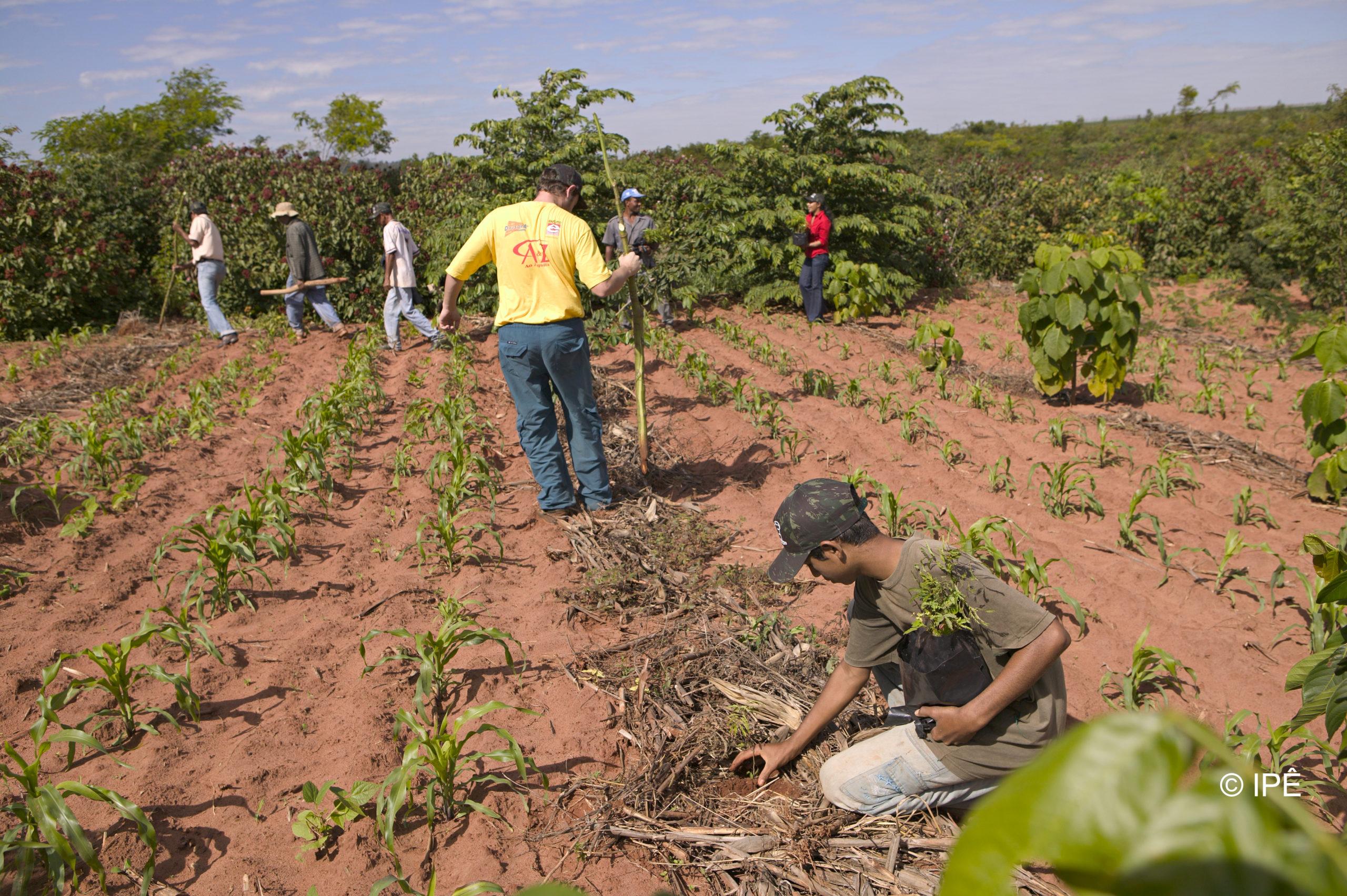 BRA_Intercropping Â© IPE-2