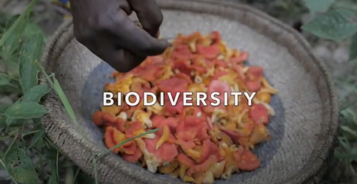 Biodiversity_WED