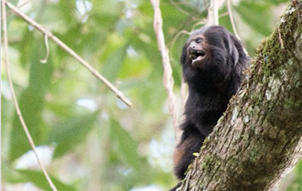 Brazil wildlife