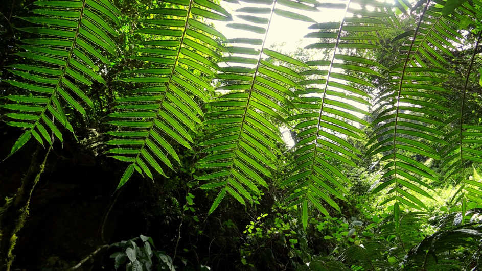 Tree ferns Malawi