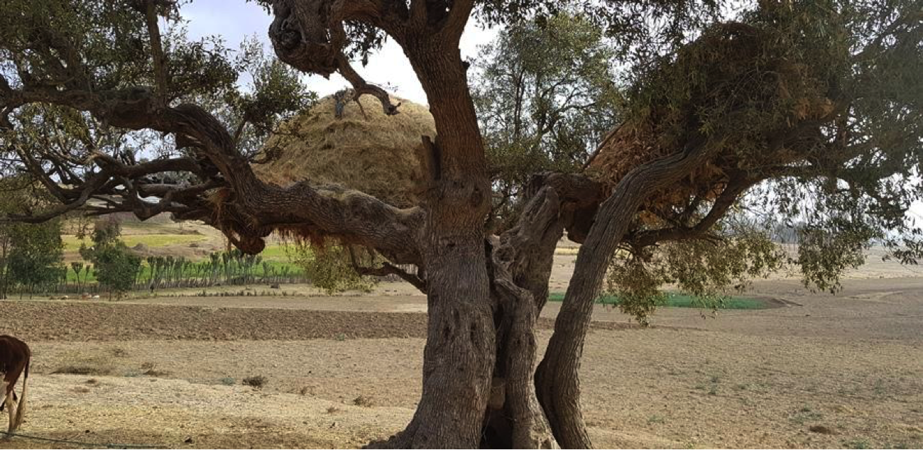Desaa Blog_Olive Juniperus