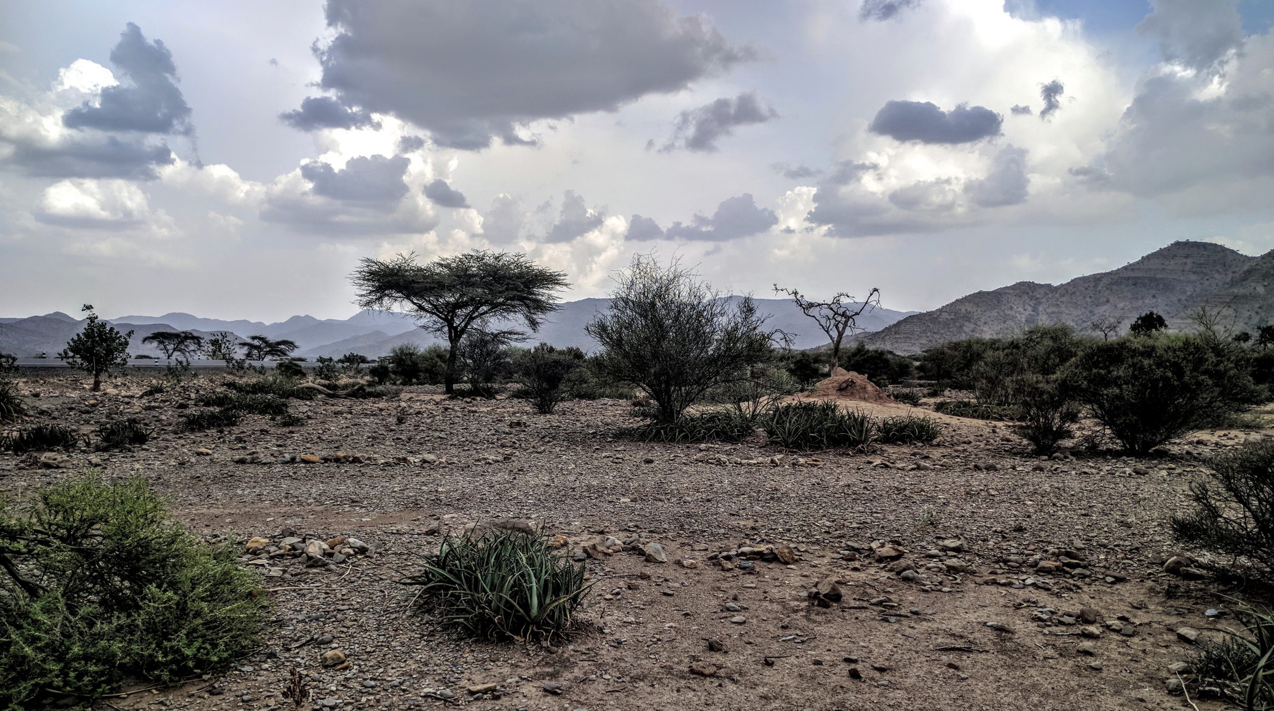 ET_D_KD_2017_08_Landscape_Forest