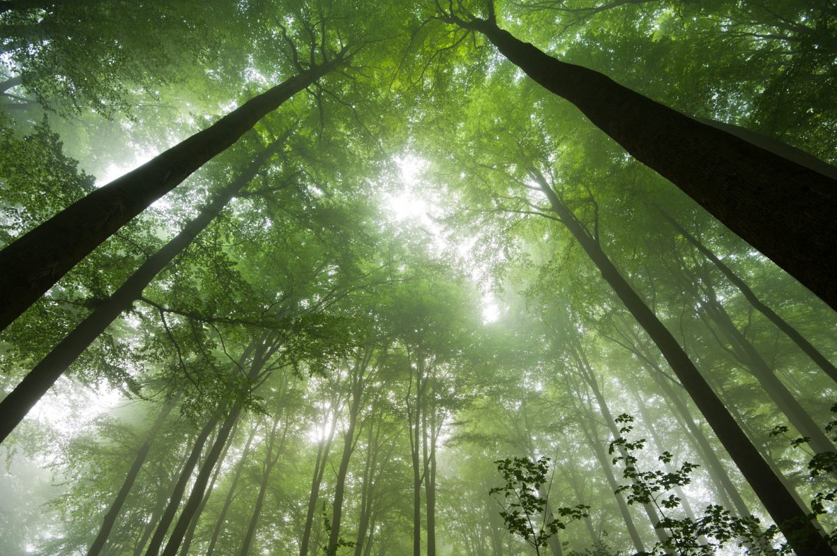 FOREST