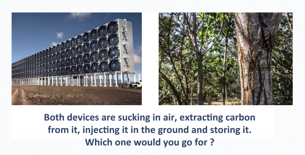 Giant fans Vs Trees