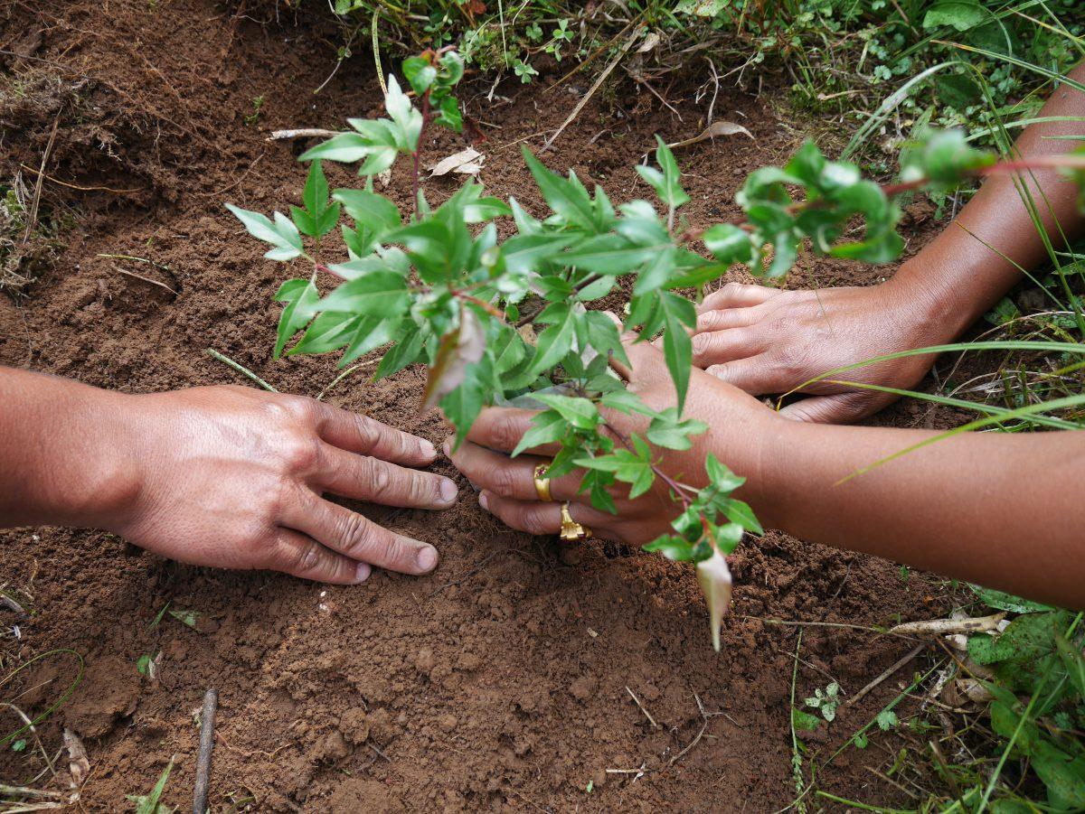 India Training and planting