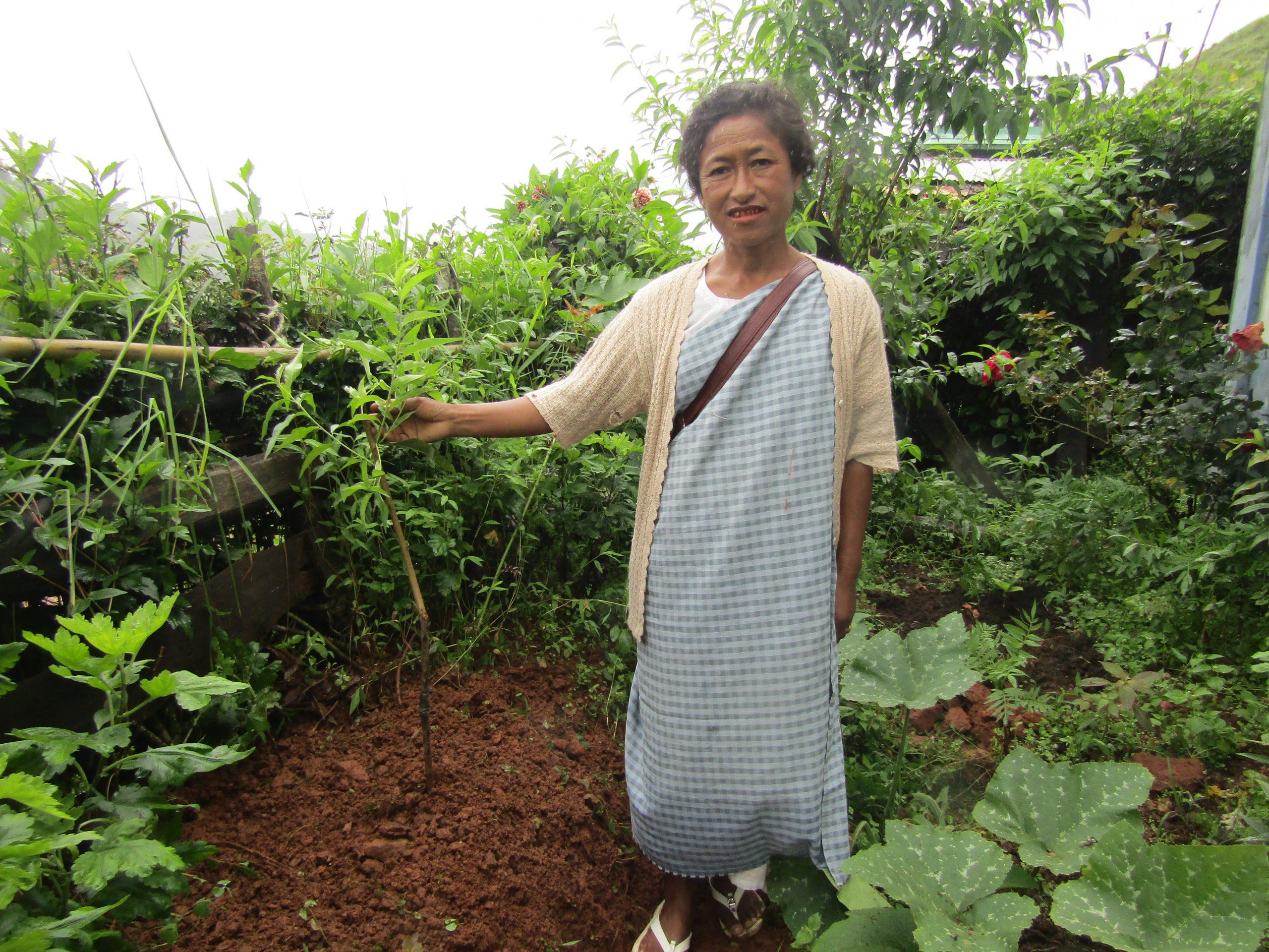 India woman planting Aiphiora Khongsit Peach