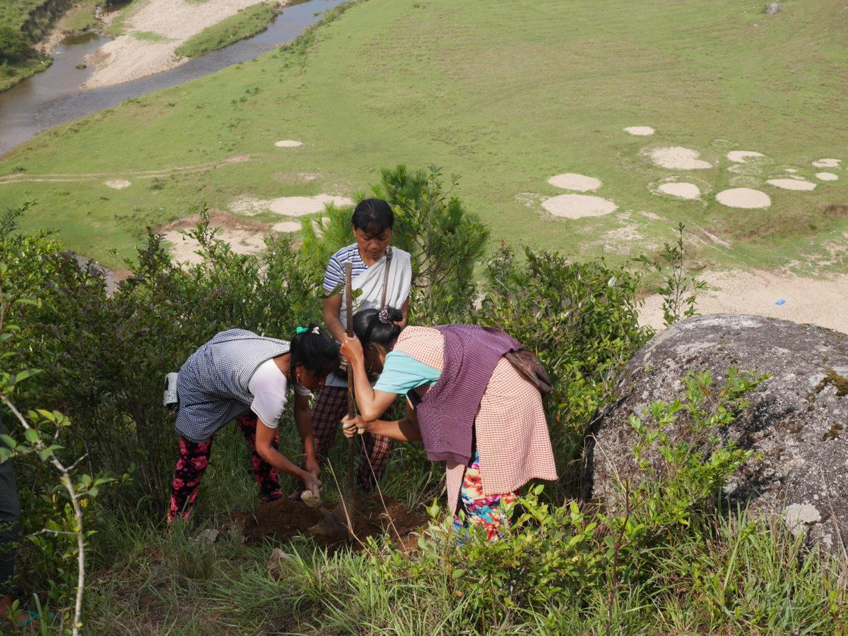 Planting out saplings at edge of restoration plot