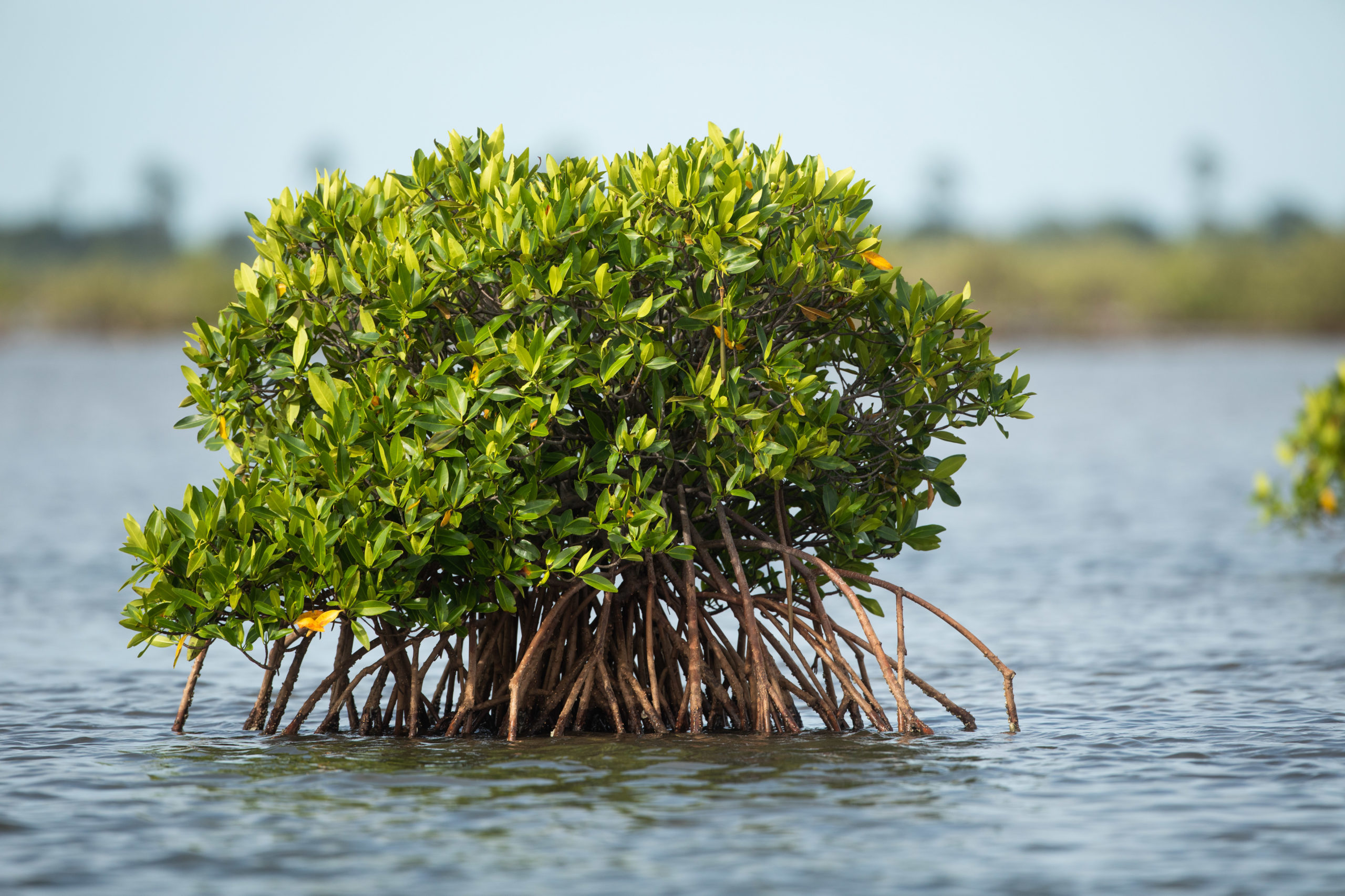 Mangroves’ complex root systems protect coastal areas from storms and erosion, provide habitats for fish and shellfish that are important protein sources for local people, and sequester huge amounts of carbon that can fight climate change. © Nicolas van Ingen