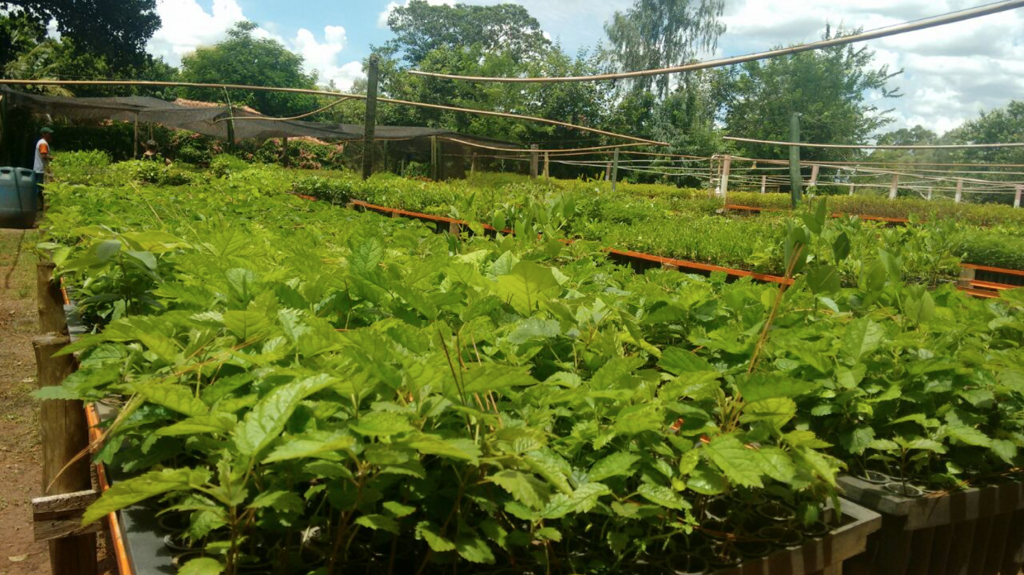 brazilnursery