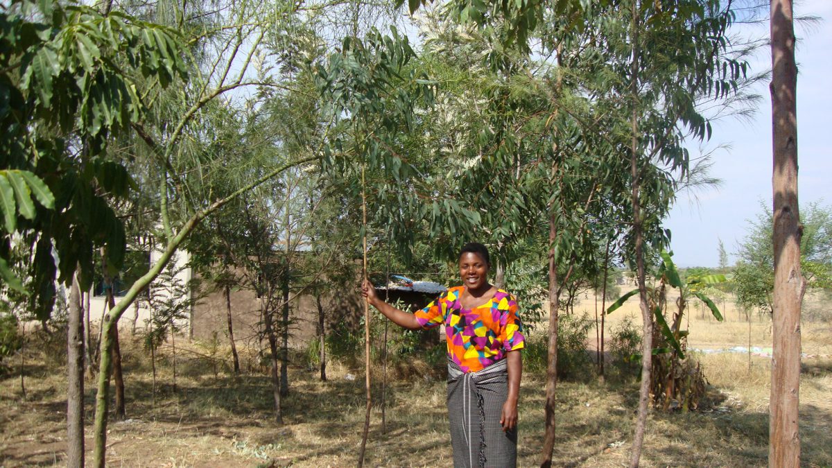 TANZ_KayibaDamasTrees_Dec2015