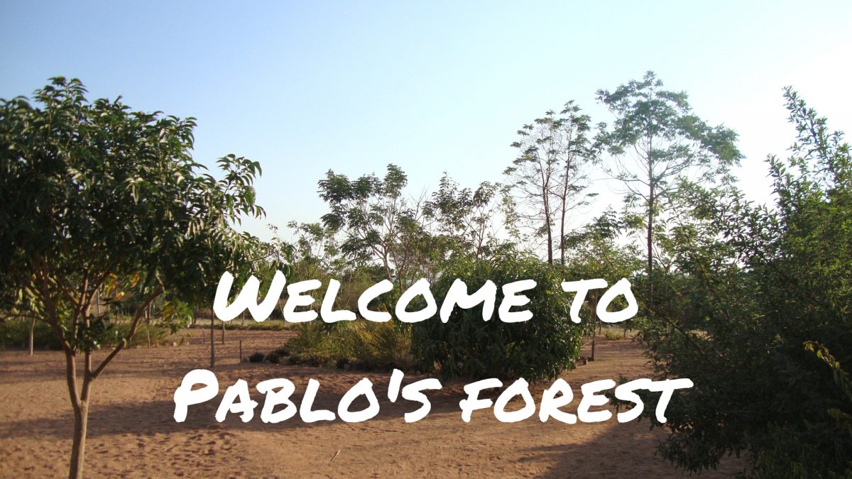 welcome to pablo's forest