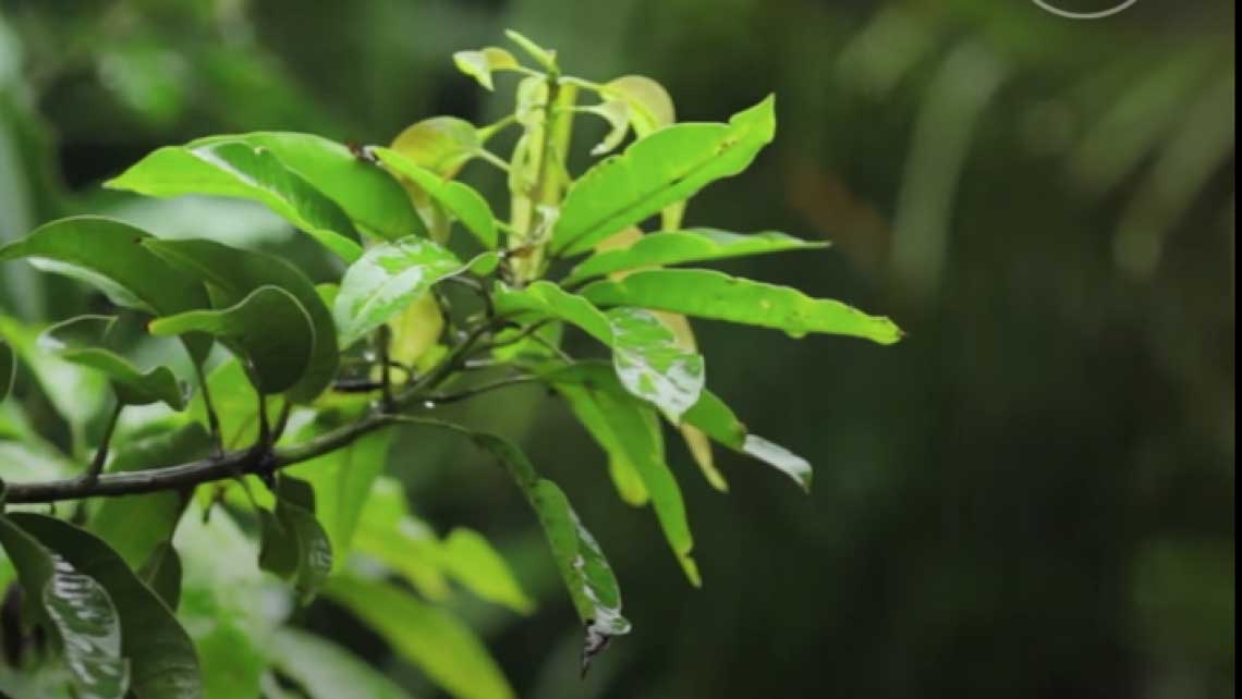 World-Eco-Forum-Trees-are-cleverer_LD