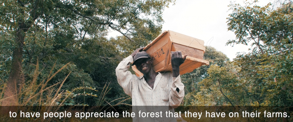 Zambia_video_bees