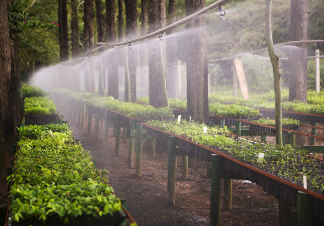 brazil_nursery