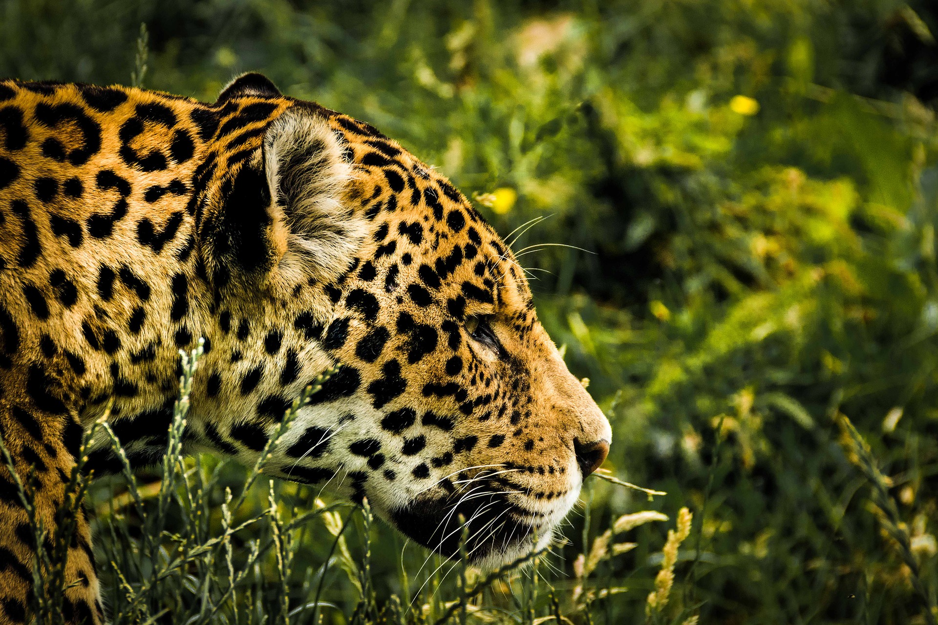 jaguar-1807171_1920