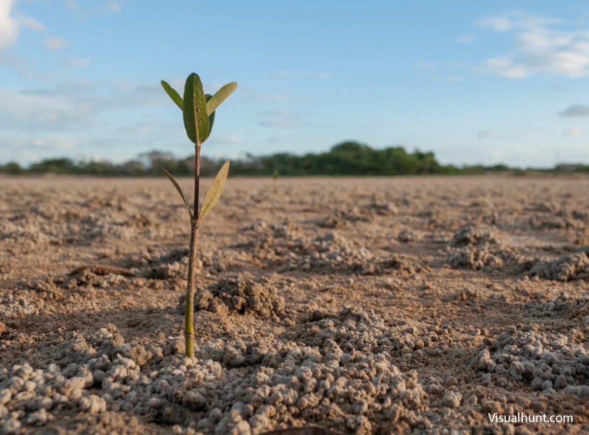 venezuela-mangrove-field-plant-young-new-growth(1)